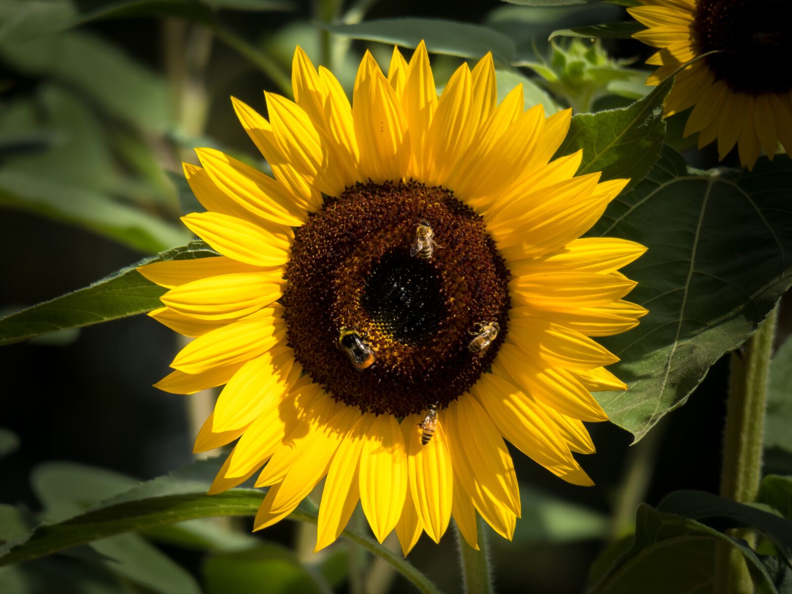 Canon PowerShot G3 X sample photo. Sunflower, insect, pollination photography