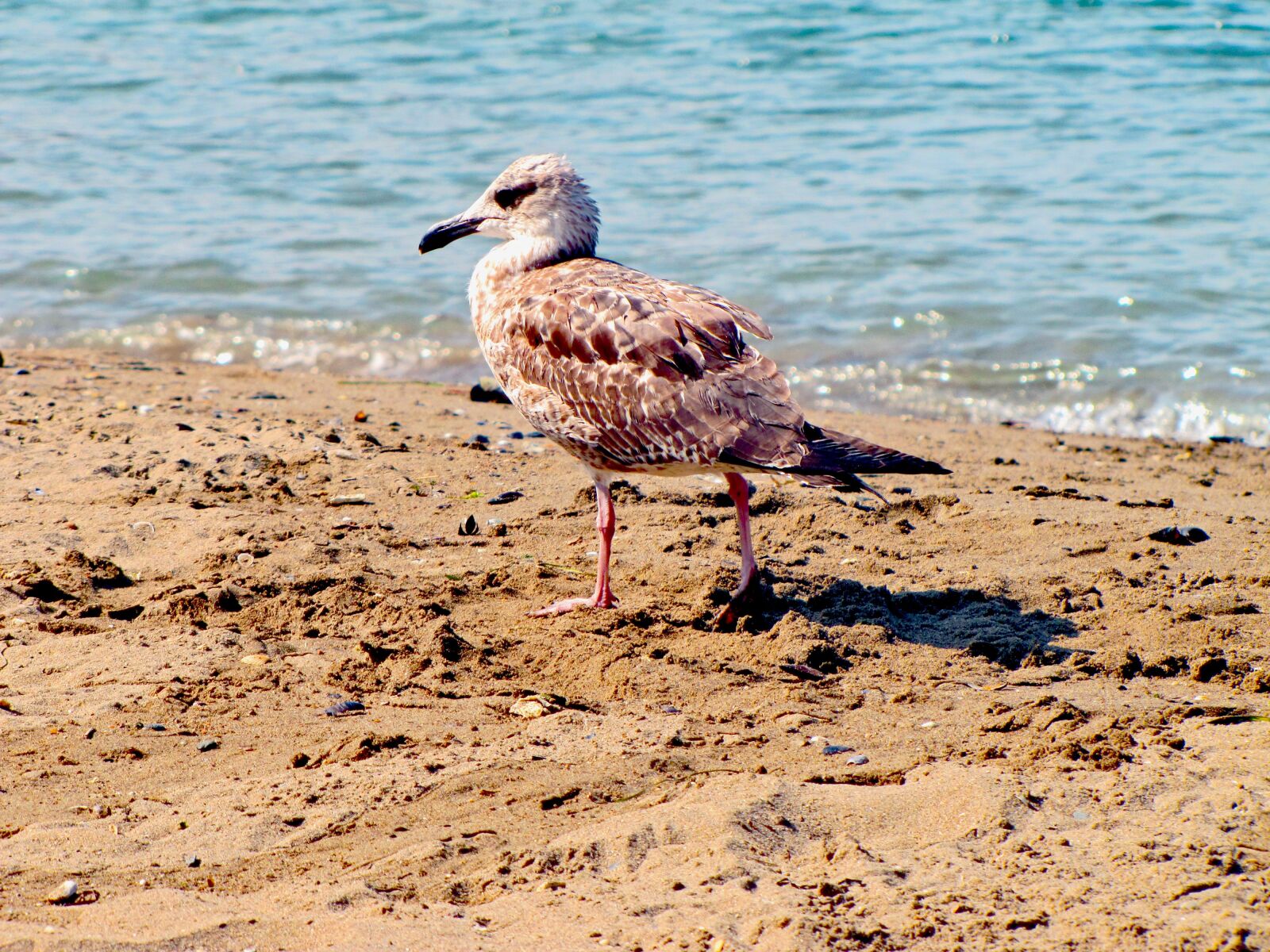Canon PowerShot SX20 IS sample photo. Seagull, sea, bird photography