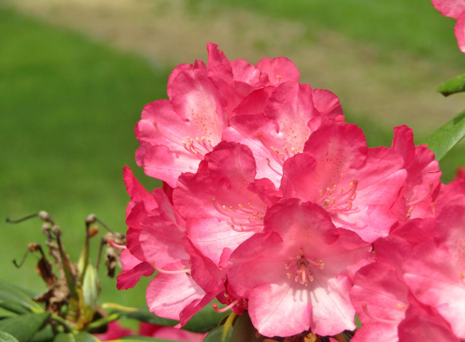 Canon POWERSHOT SX432 IS sample photo. Rhododendron, flowers, flower photography