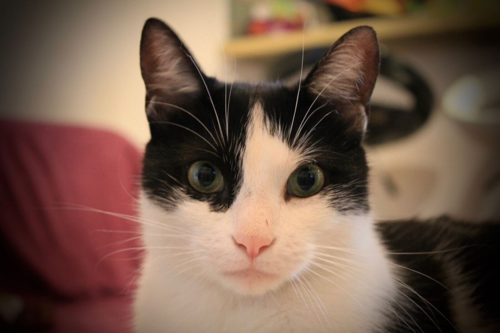Canon EOS 1100D (EOS Rebel T3 / EOS Kiss X50) sample photo. Cat, animal, pet photography