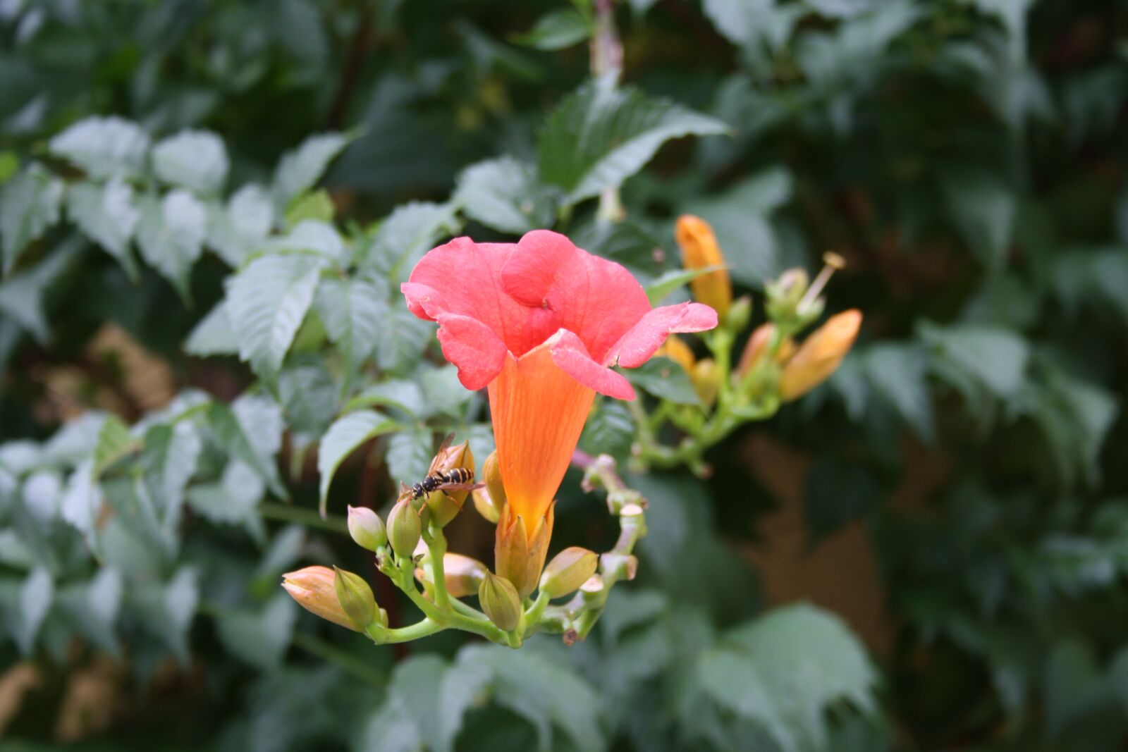 Canon EOS 1000D (EOS Digital Rebel XS / EOS Kiss F) sample photo. Flowers, wasp, nature photography