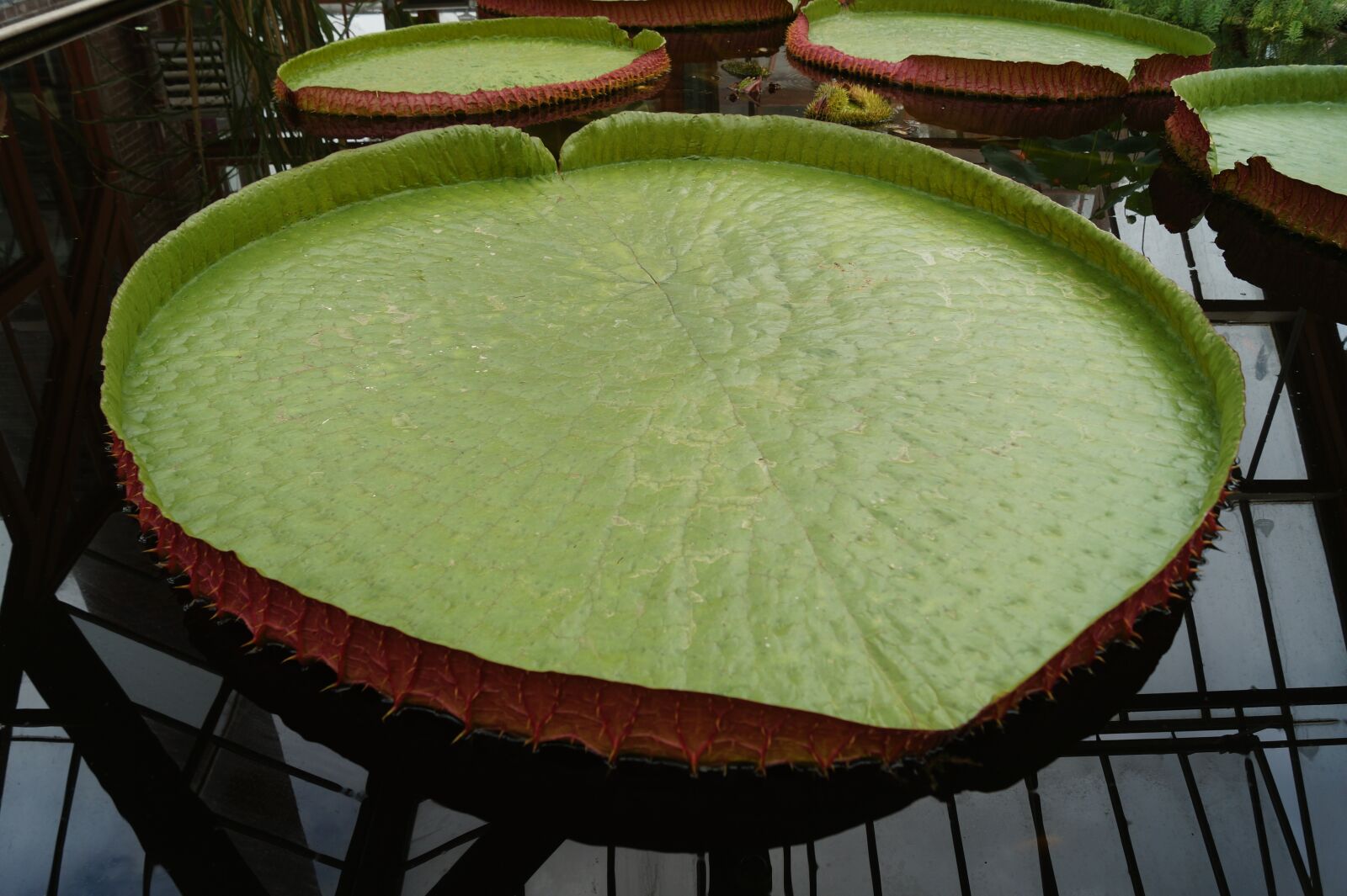 Sony DT 18-55mm F3.5-5.6 SAM II sample photo. Water lily, sheet, large photography