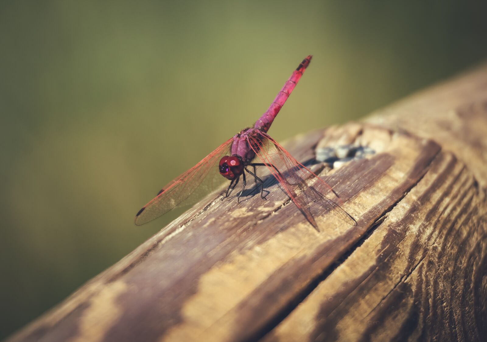 Tamron 100-400mm F4.5-6.3 Di VC USD sample photo. Dragonfly, insect, entomology photography