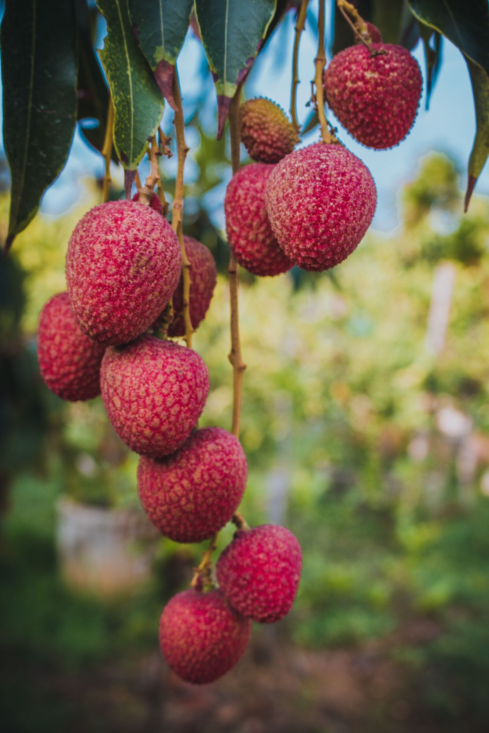 Canon EOS 700D (EOS Rebel T5i / EOS Kiss X7i) sample photo. Lychee, results, fruit photography