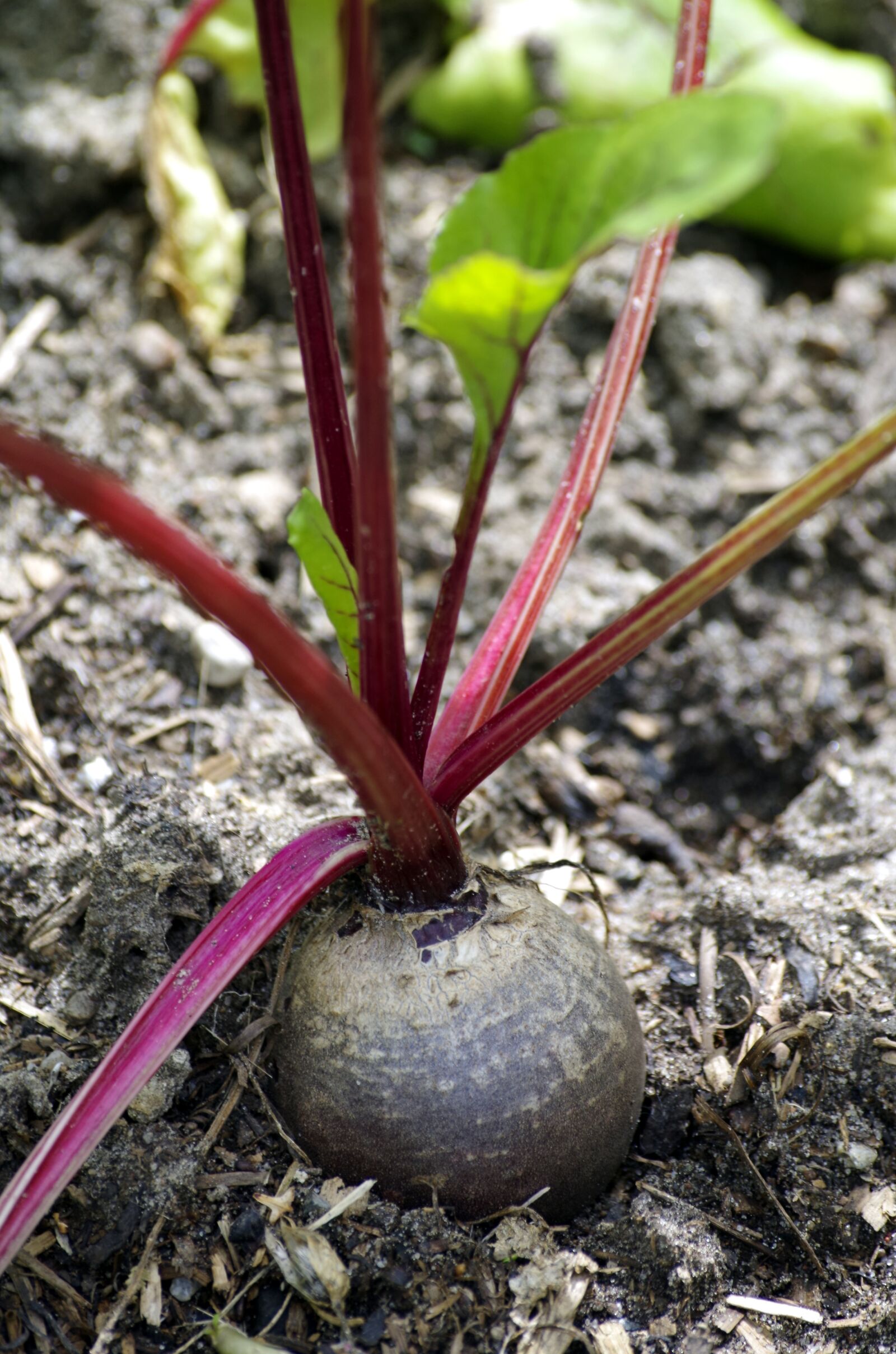 Pentax K-30 sample photo. Beetroot, vegetables, healthy photography