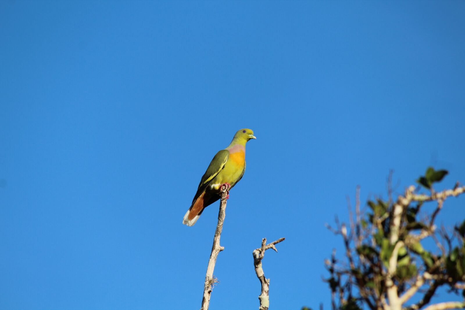Canon EOS 1200D (EOS Rebel T5 / EOS Kiss X70 / EOS Hi) sample photo. Nature, sky, bird photography