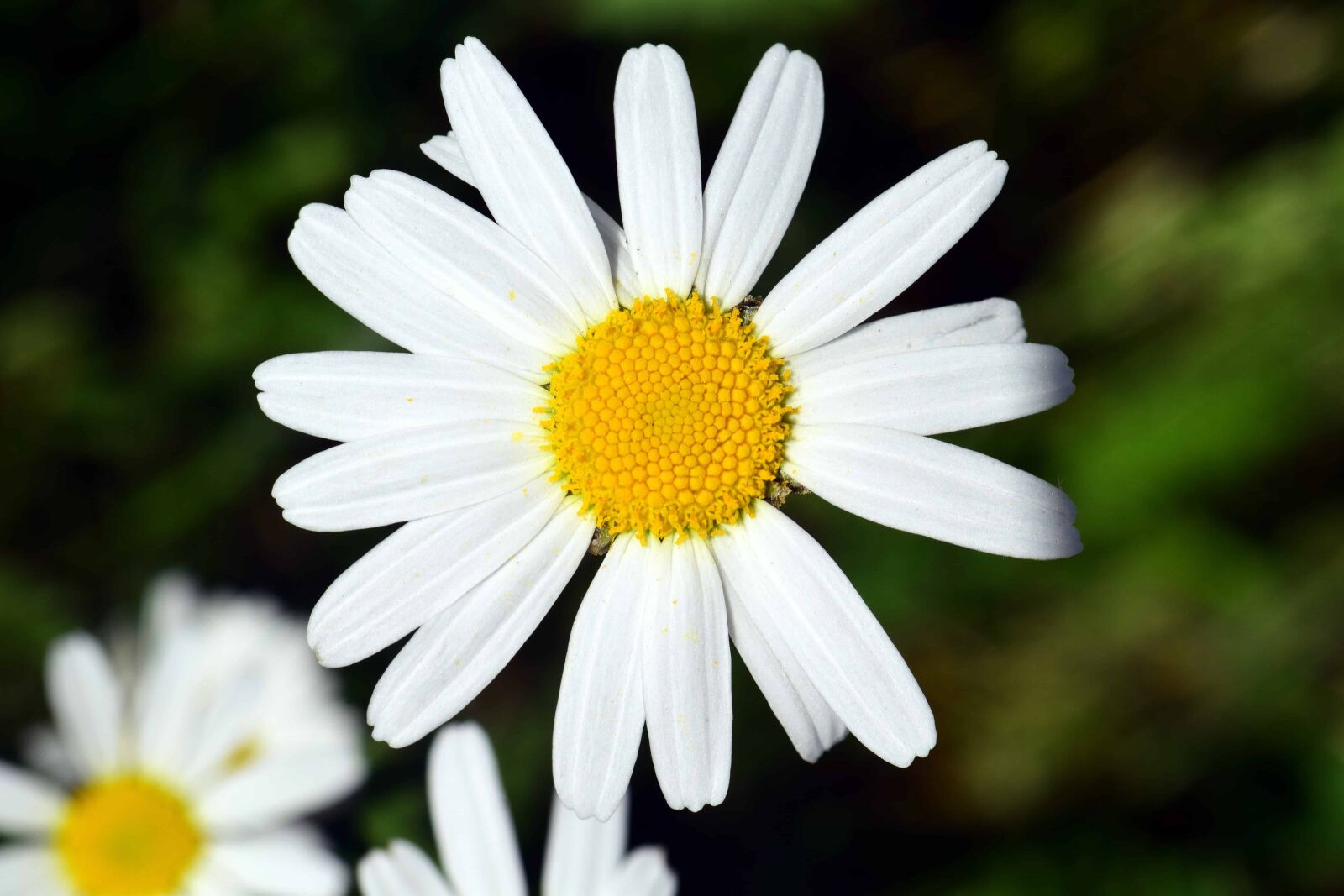 Nikon D3300 sample photo. Pollen, summer, flora, nature photography