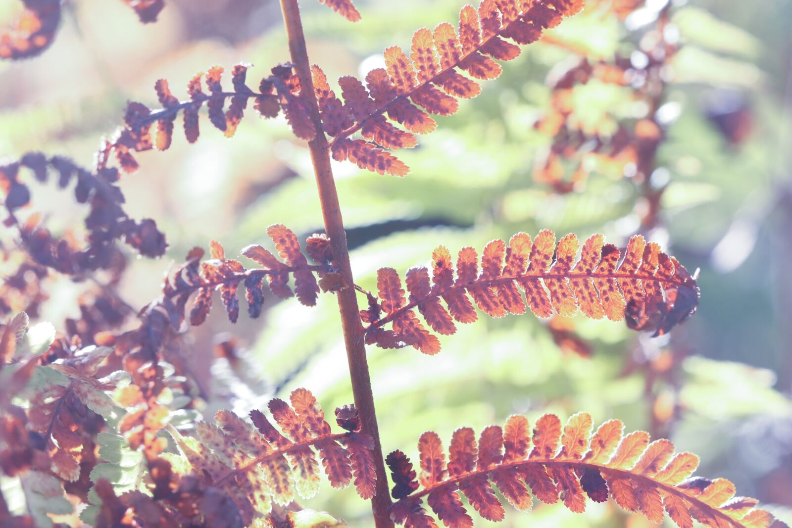 Canon EOS 7D Mark II sample photo. Leaf, plant, nature photography