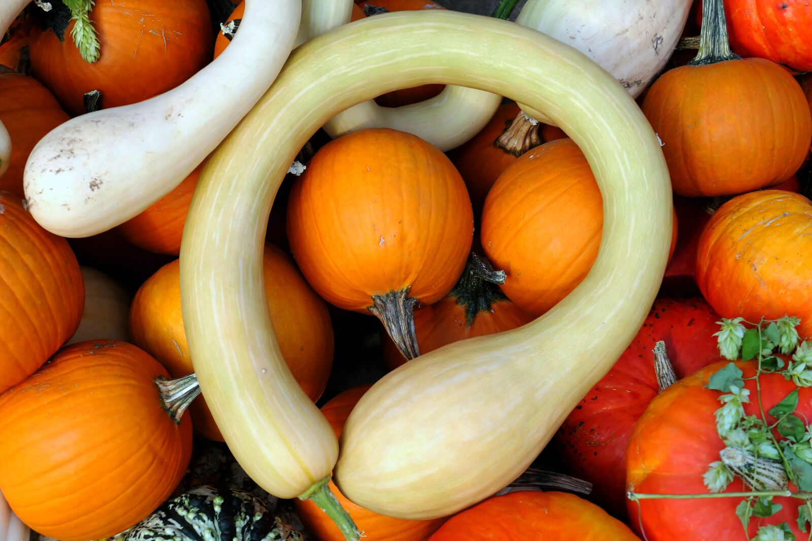 Panasonic Lumix DMC-LX10 (Lumix DMC-LX15) sample photo. Pumpkin, thanksgiving, autumn photography