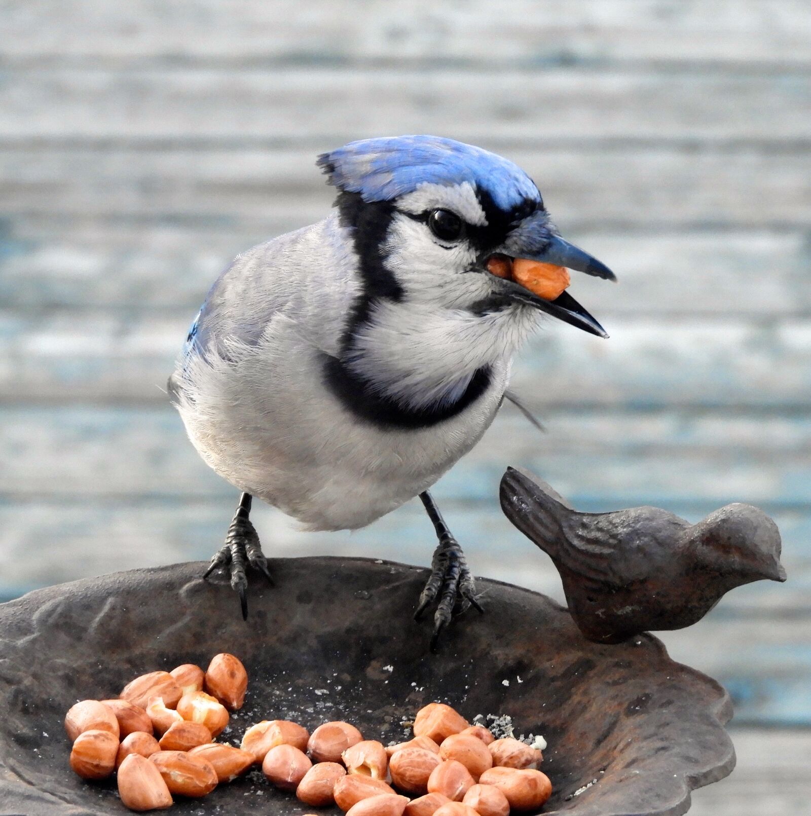 Nikon Coolpix B700 sample photo. Bird, wildlife, nature photography