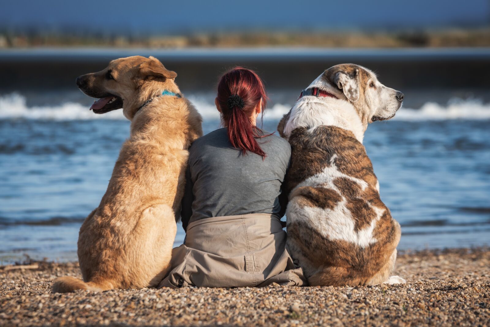 Nikon D7200 sample photo. Friends, dog, pet photography