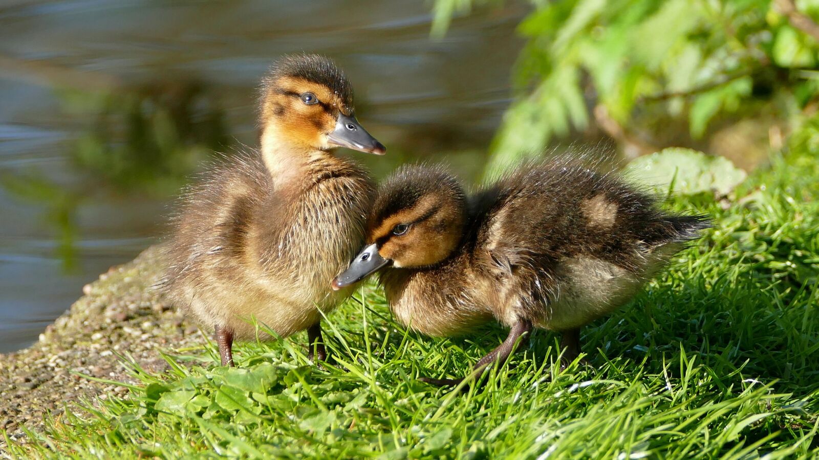 Panasonic Lumix DMC-FZ1000 sample photo. Ducklings, chicks, dune chicks photography