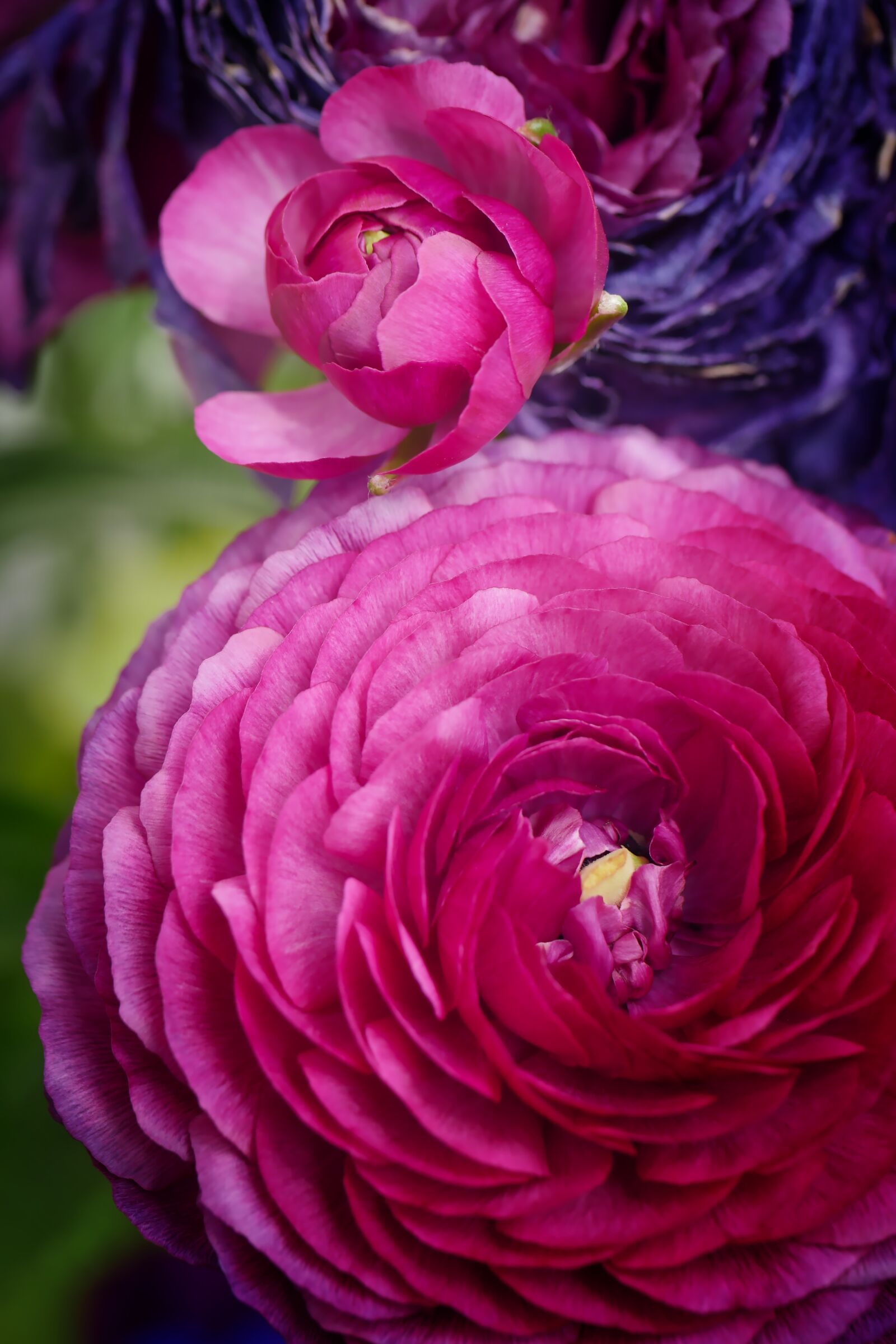 Panasonic Lumix DMC-GX8 sample photo. Flower, peony, spring photography