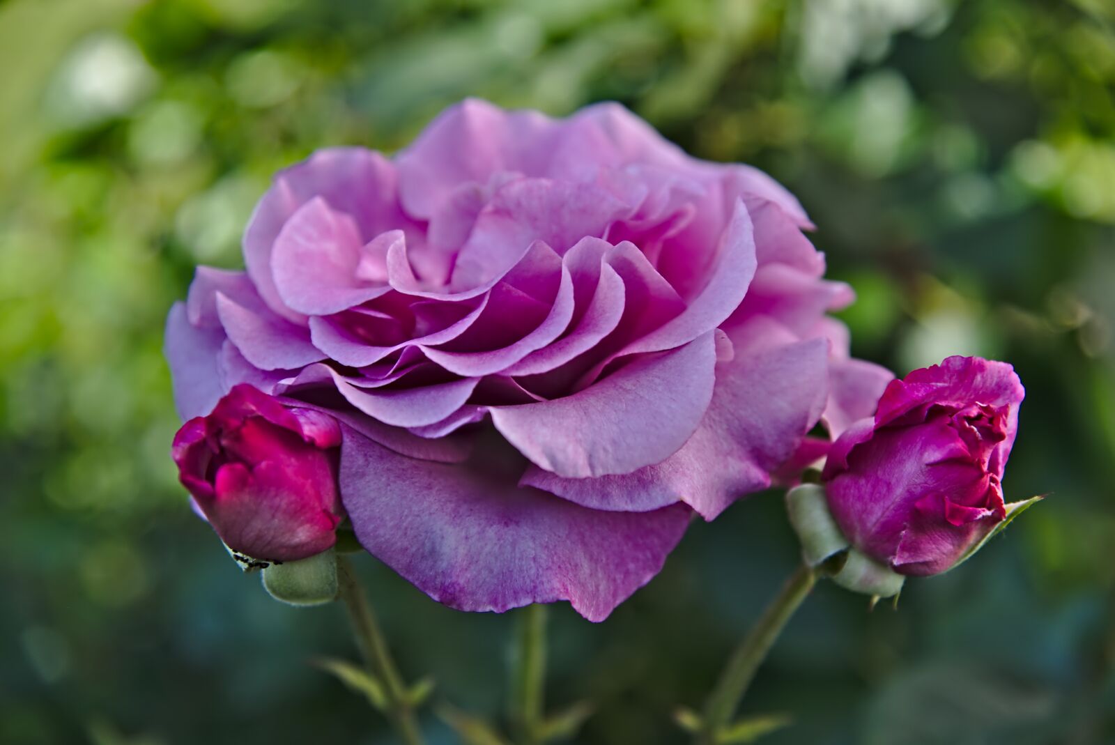 Nikon D750 sample photo. Rose, rose bloom, flower photography