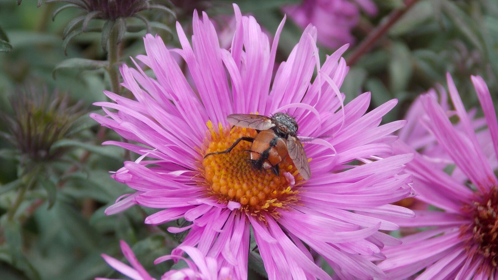 Nikon Coolpix L810 sample photo. Bee, flowers, fly photography