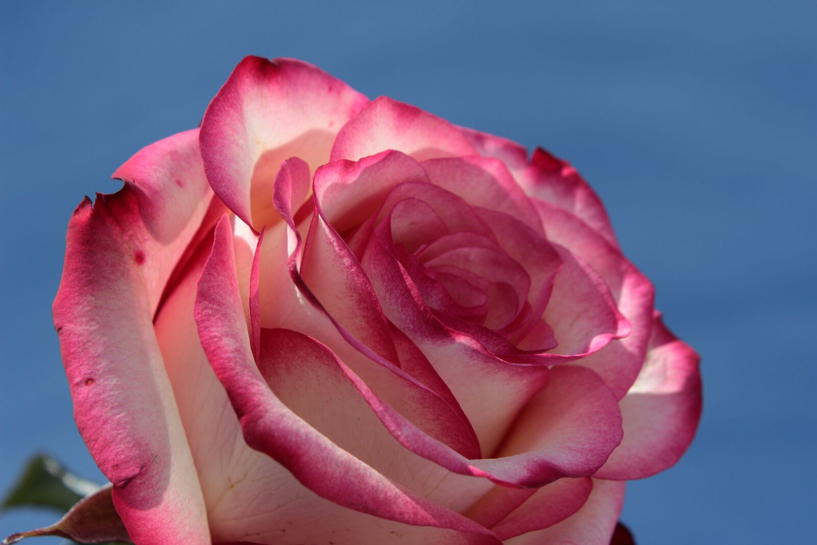 Canon EOS 650D (EOS Rebel T4i / EOS Kiss X6i) sample photo. Rose, pink and white photography