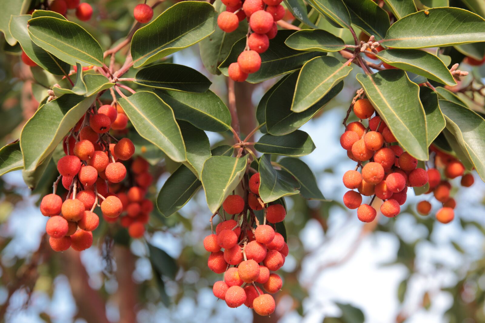 Canon EF 24-70mm F2.8L II USM sample photo. Arbutus, wild fruits, forest photography
