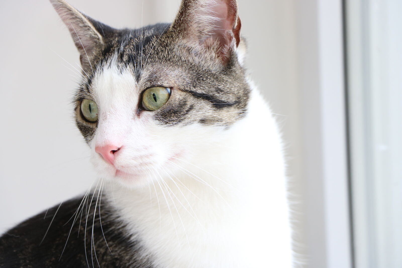 Canon EOS 750D (EOS Rebel T6i / EOS Kiss X8i) sample photo. Animal, animal, photography, animal photography