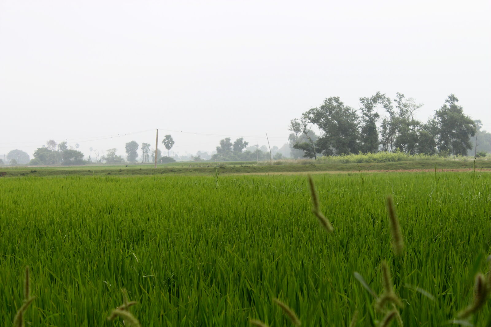 Canon EOS 700D (EOS Rebel T5i / EOS Kiss X7i) sample photo. Nature, photography, paddy photography