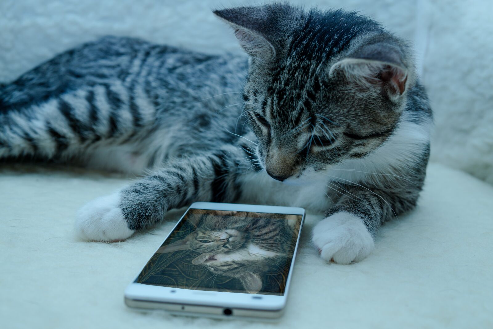 Sony a6000 sample photo. Cat, small, mackerel photography