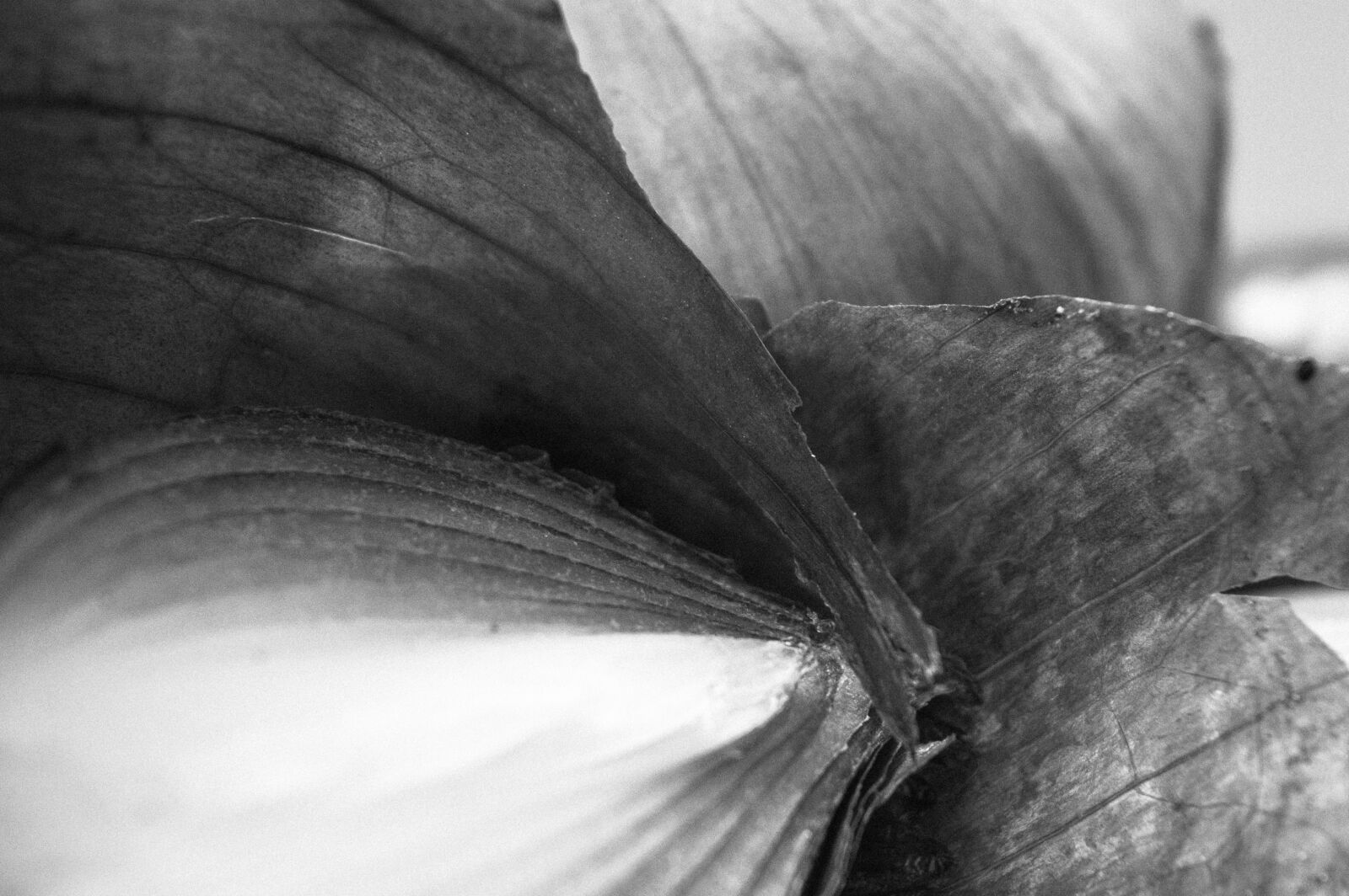 Nikon D3200 sample photo. Detail, onion, art photography