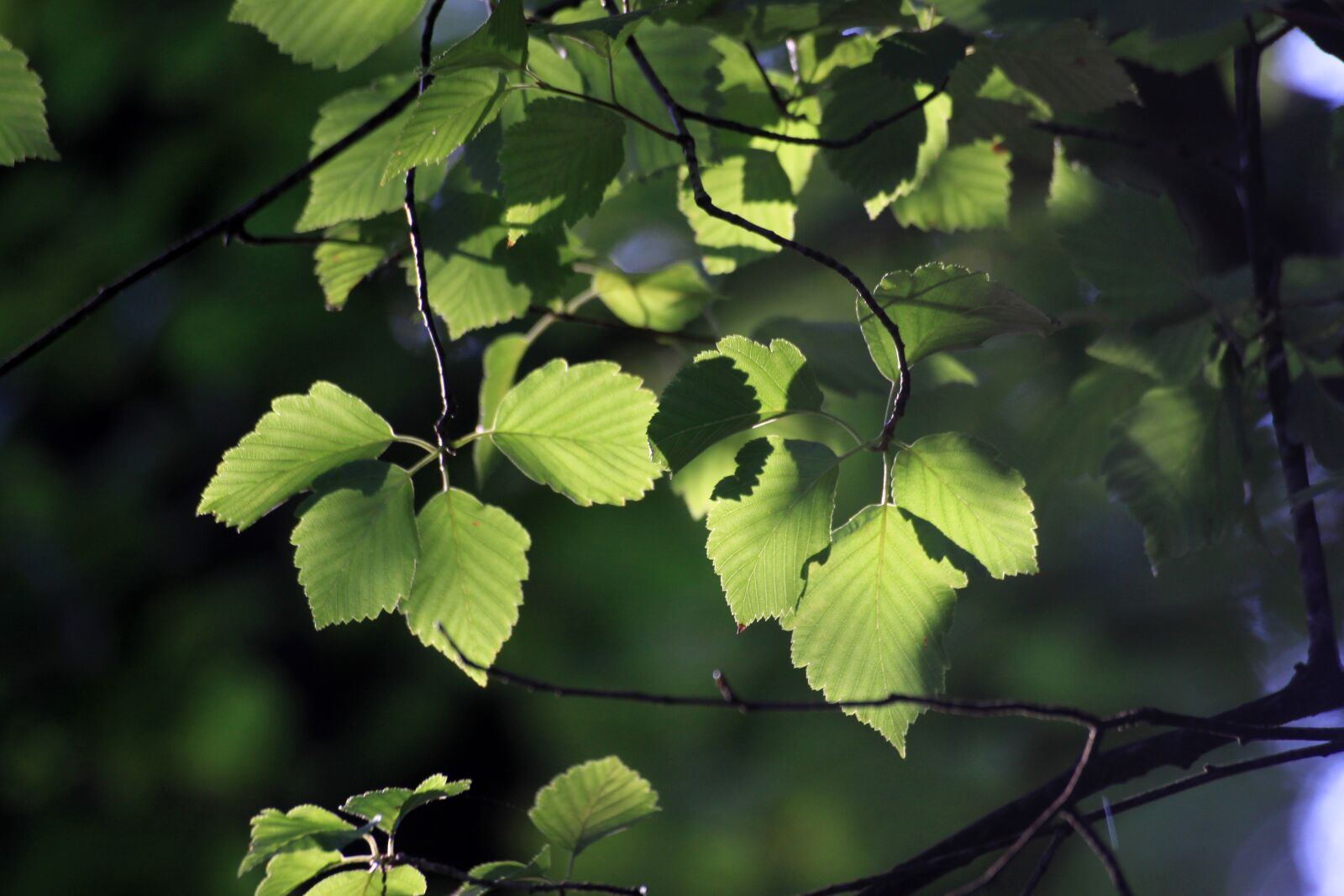 Canon EOS 50D sample photo. Leaves, backlight, wood photography