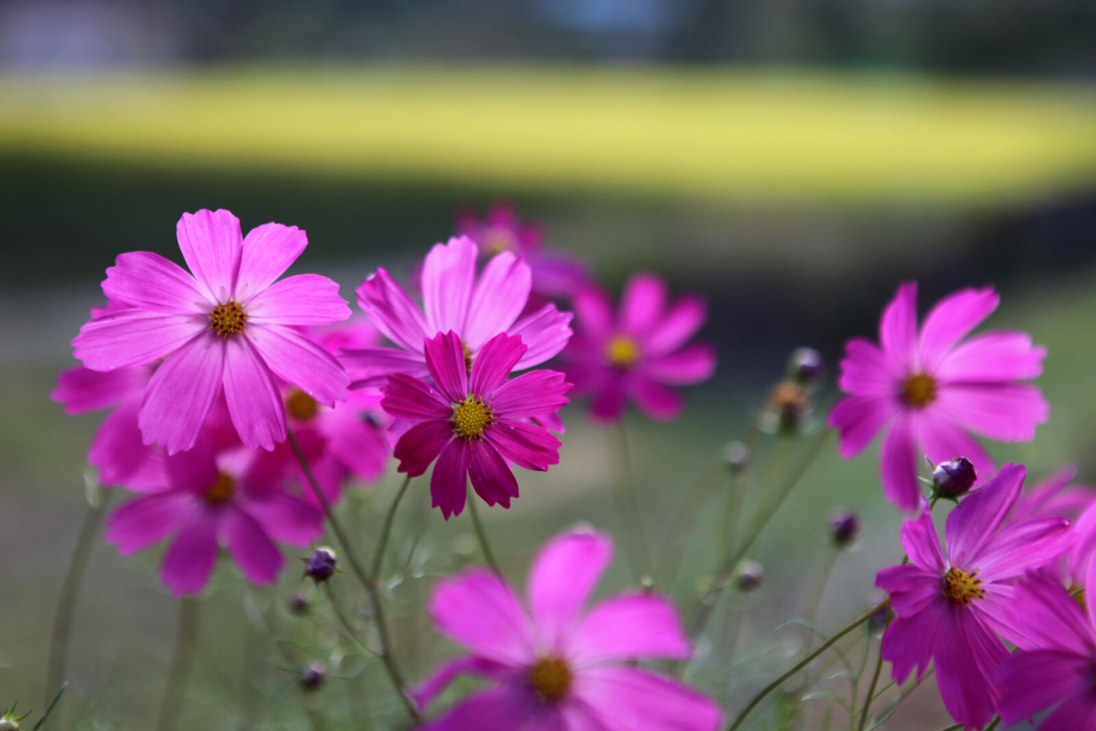Canon EOS 5D Mark II sample photo. Cosmos, flowers, nature photography