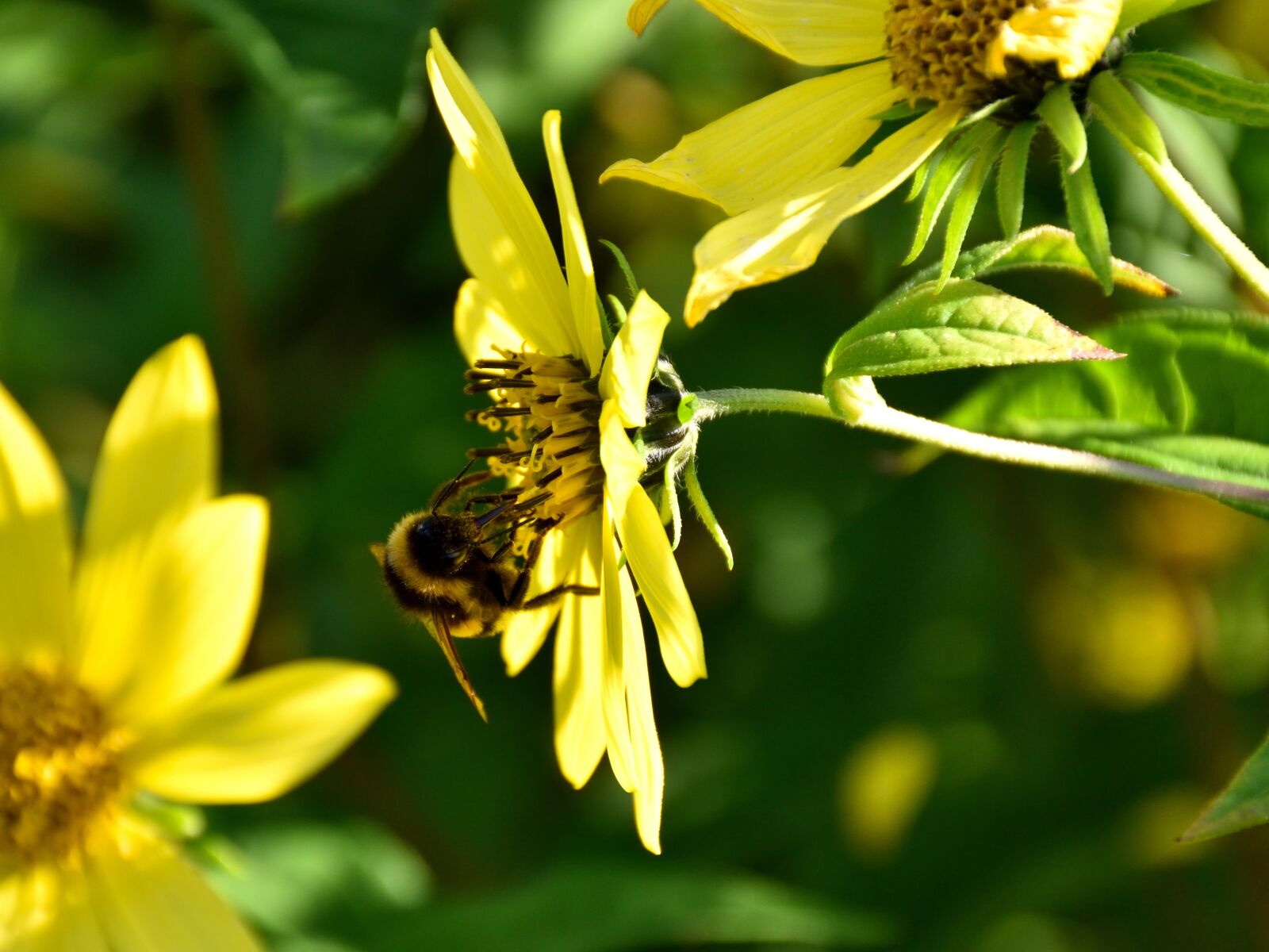 Nikon D5500 sample photo. Bee, blossom, bloom photography