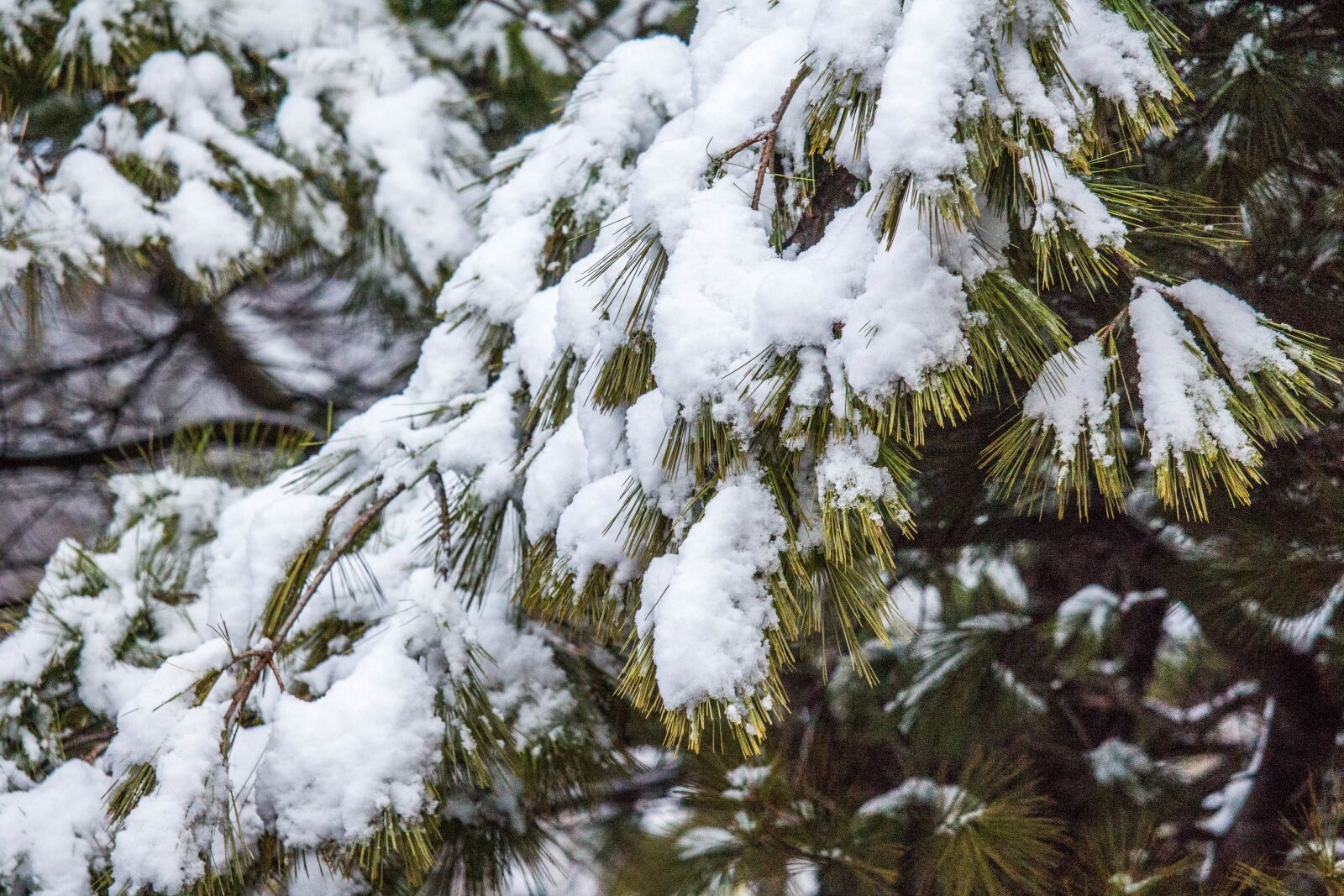 Canon EOS 700D (EOS Rebel T5i / EOS Kiss X7i) sample photo. Winter, tree, snow photography