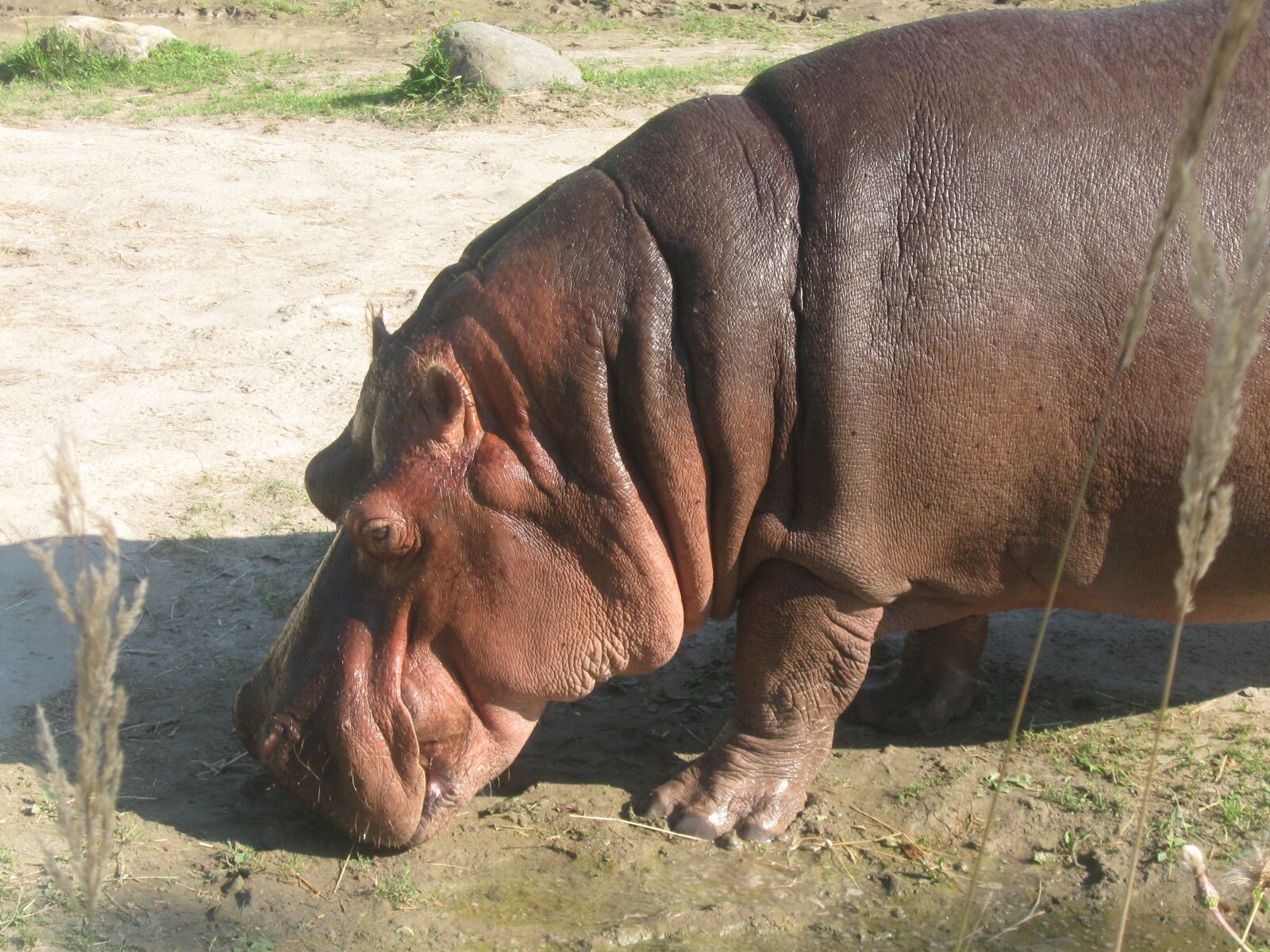 Canon PowerShot A590 IS sample photo. Hippo, animals, zoo photography