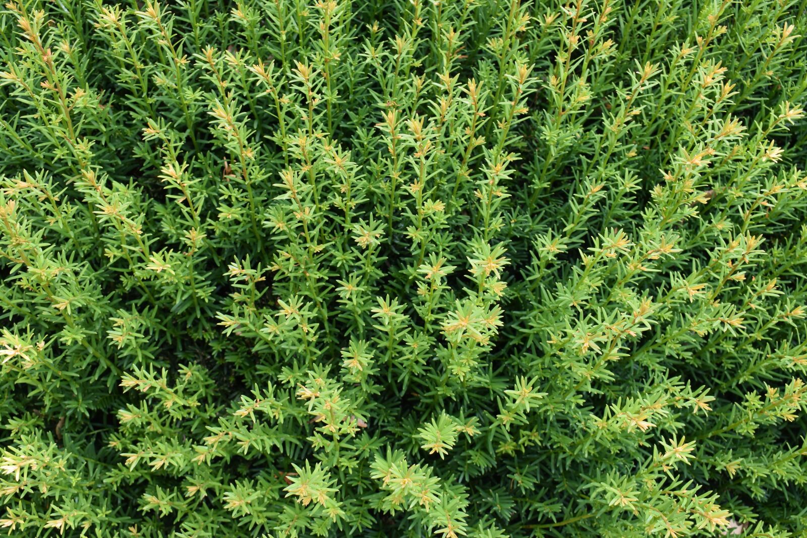Nikon D3300 sample photo. Plant, garden, green photography