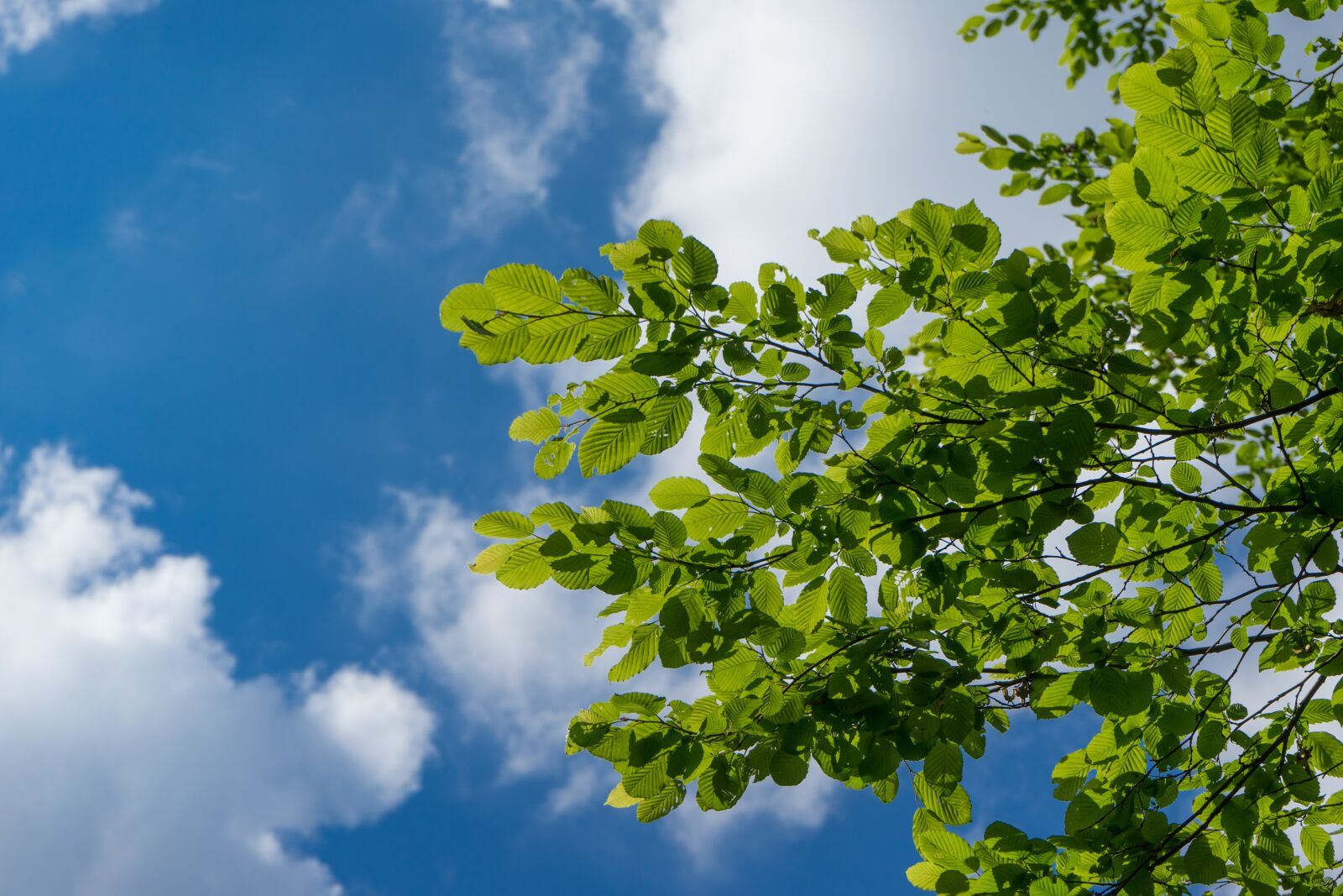Sony a7 + Sony FE 28-70mm F3.5-5.6 OSS sample photo. Leaves, green, summer photography