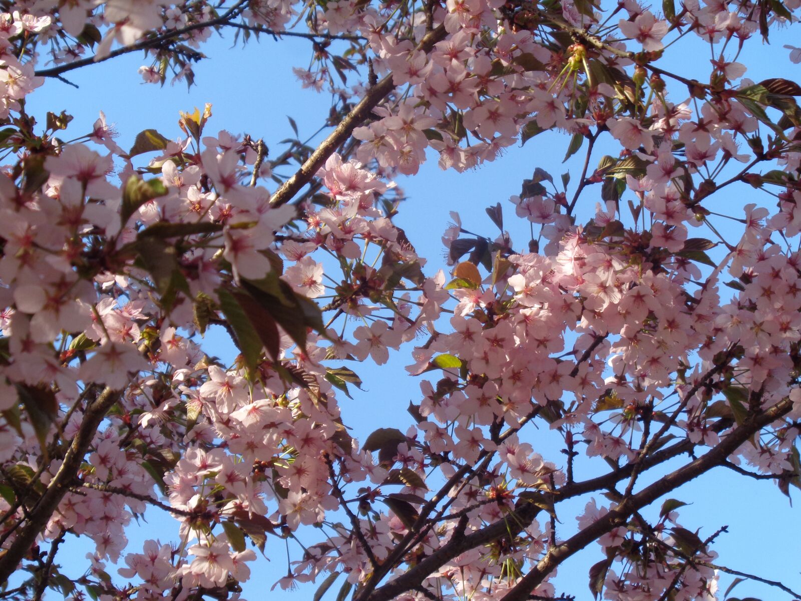 Sony Cyber-shot DSC-W830 sample photo. сакура, весна, цветение photography