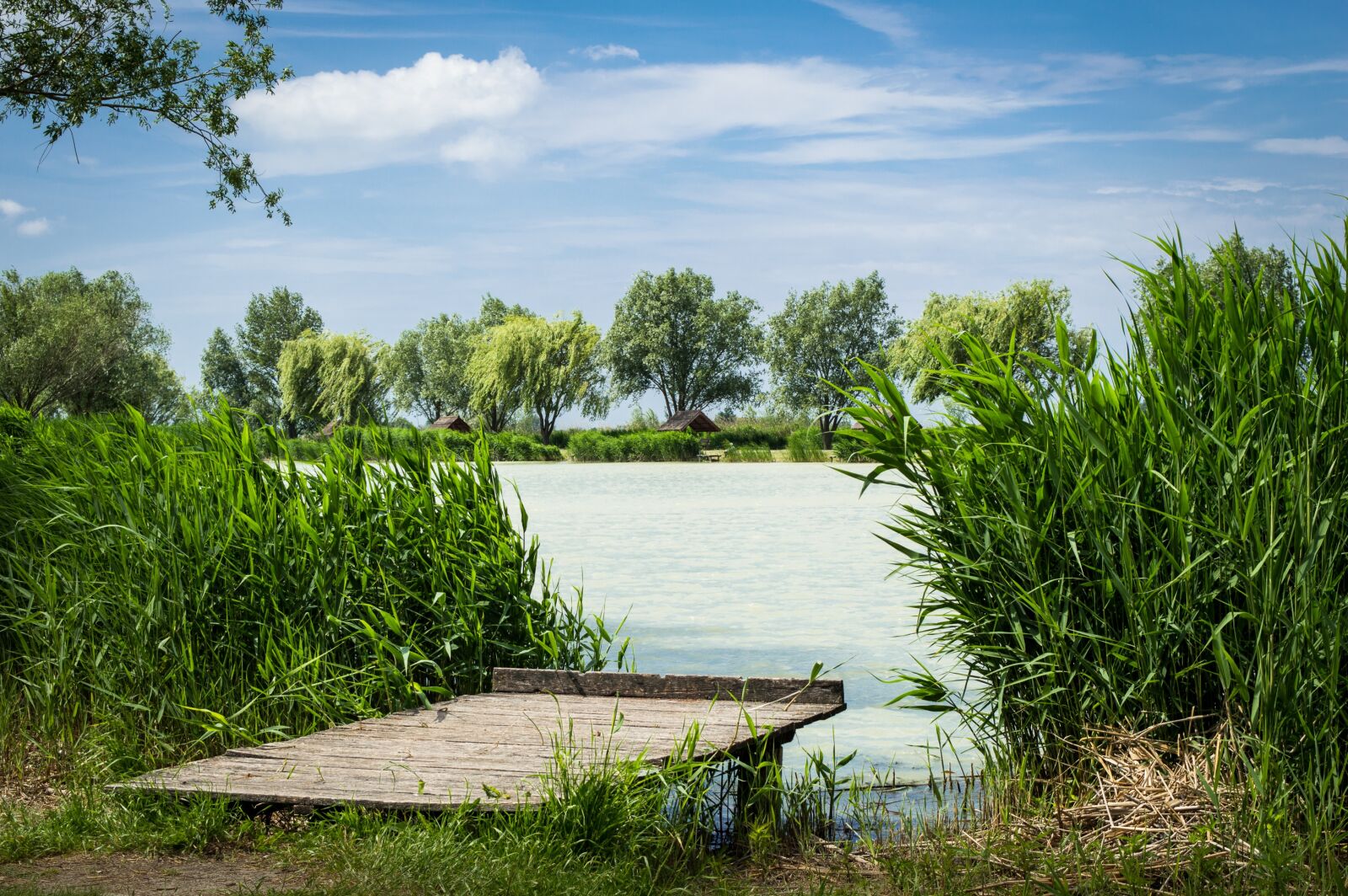 Nikon D3200 sample photo. Reed, lake, landscape photography