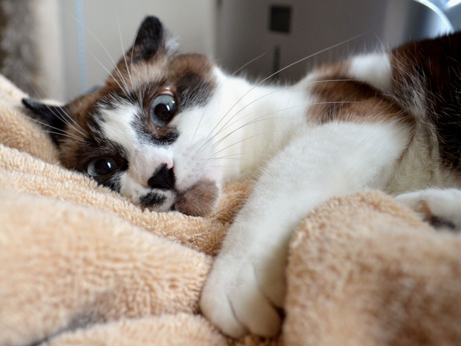 Nikon D5100 sample photo. Cat, siamese, mix photography