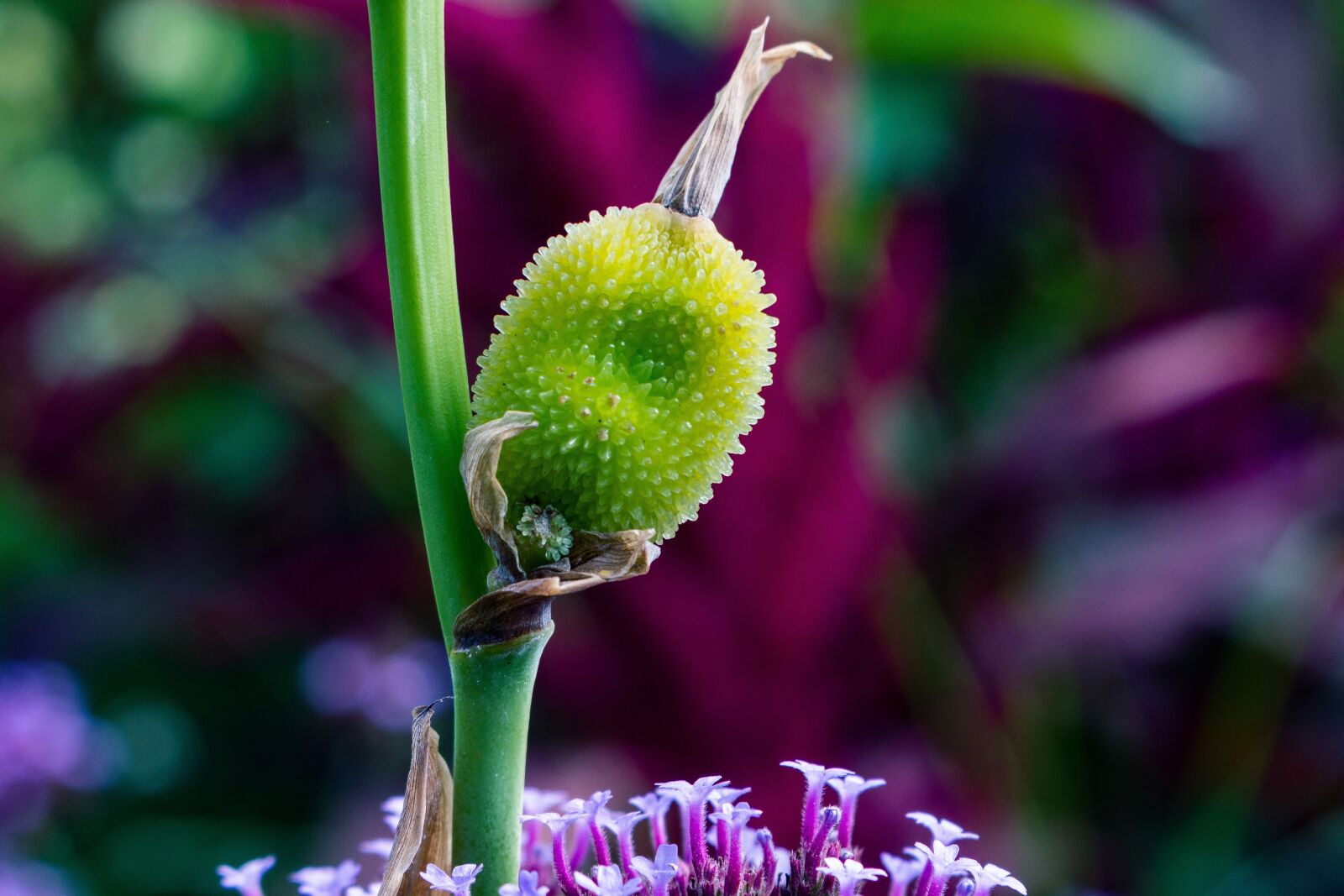 Canon EOS 700D (EOS Rebel T5i / EOS Kiss X7i) sample photo. Nature, green, purple photography