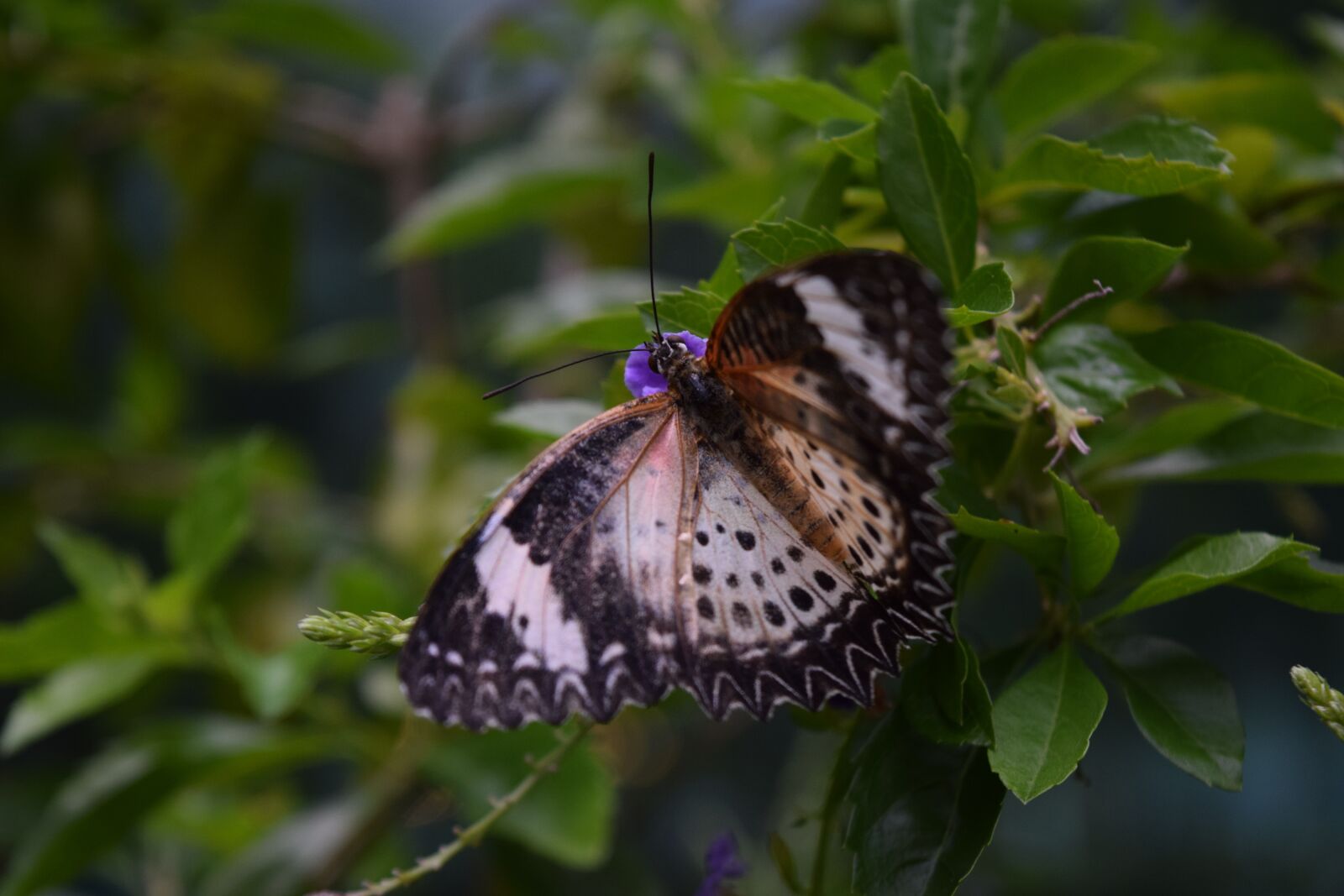 Nikon D3300 sample photo. Butterfly, garden photography