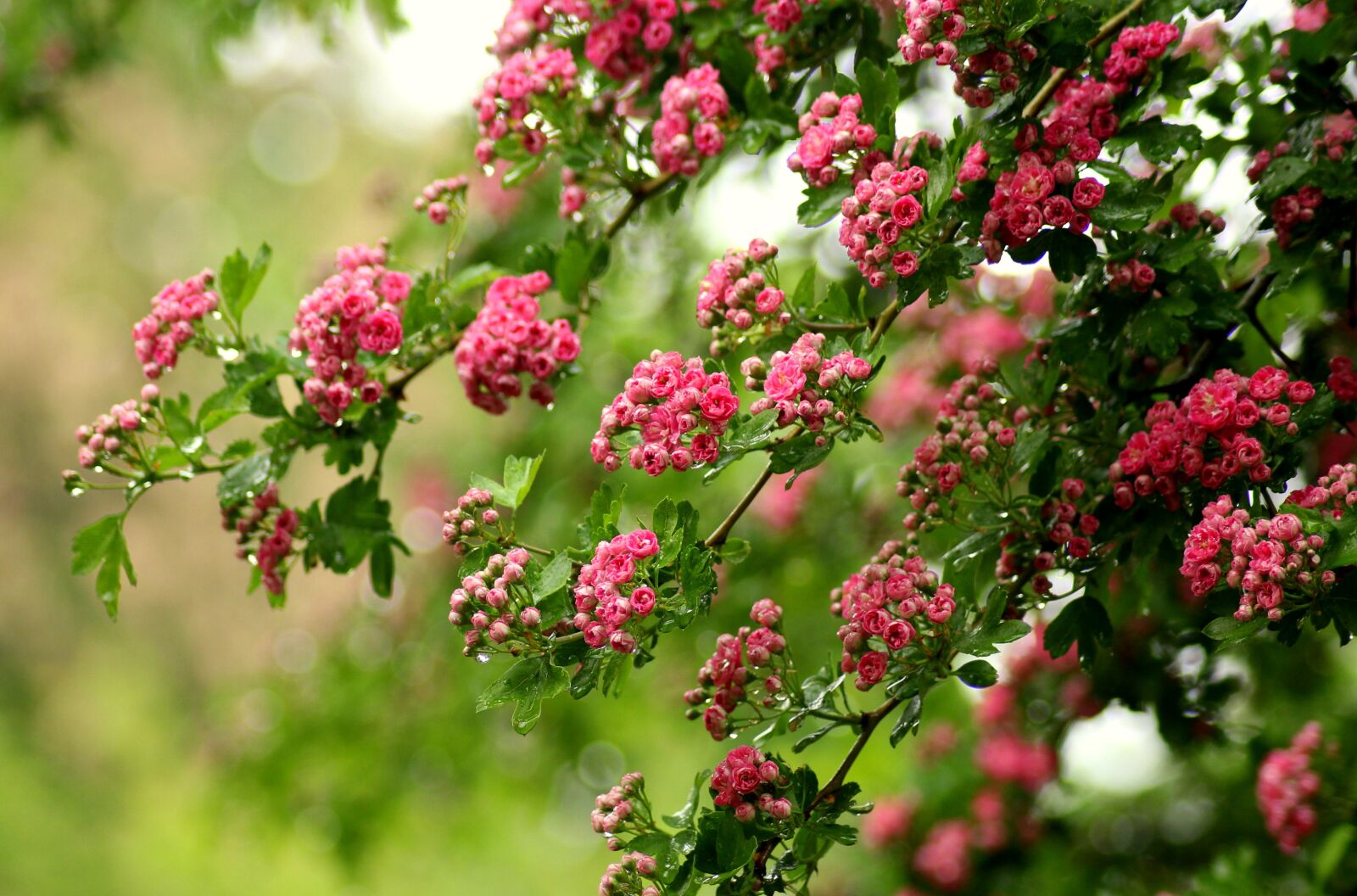 Canon EOS 1200D (EOS Rebel T5 / EOS Kiss X70 / EOS Hi) sample photo. Crataegus, flowering, tree photography