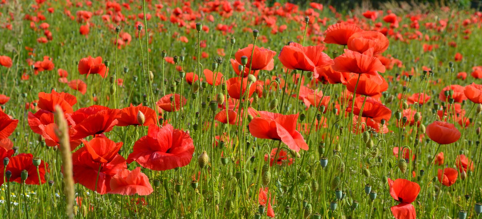 Nikon D5200 sample photo. Poppy, red poppy, poppy photography