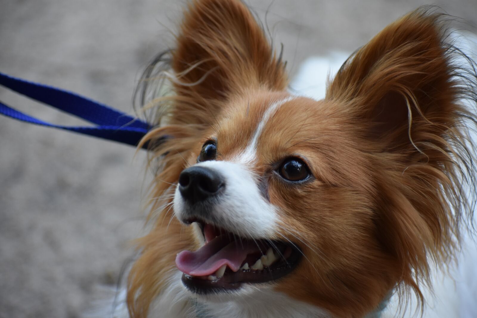 Nikon D3400 sample photo. Dog, pet, papillon photography