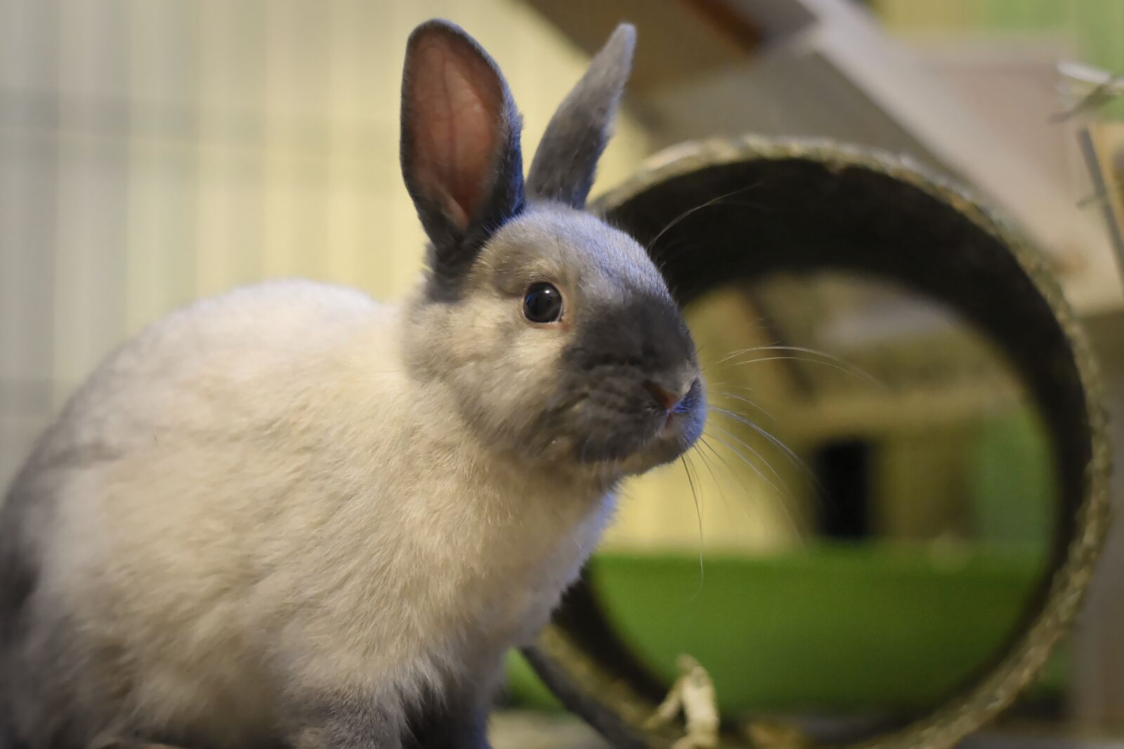Nikon D7200 sample photo. Dwarf rabbit, color dwarf photography