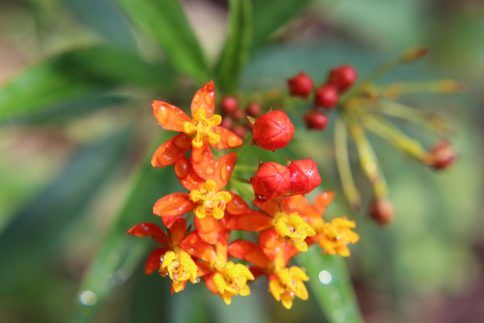 Canon EOS 1300D (EOS Rebel T6 / EOS Kiss X80) sample photo. Flower, flora, nature photography