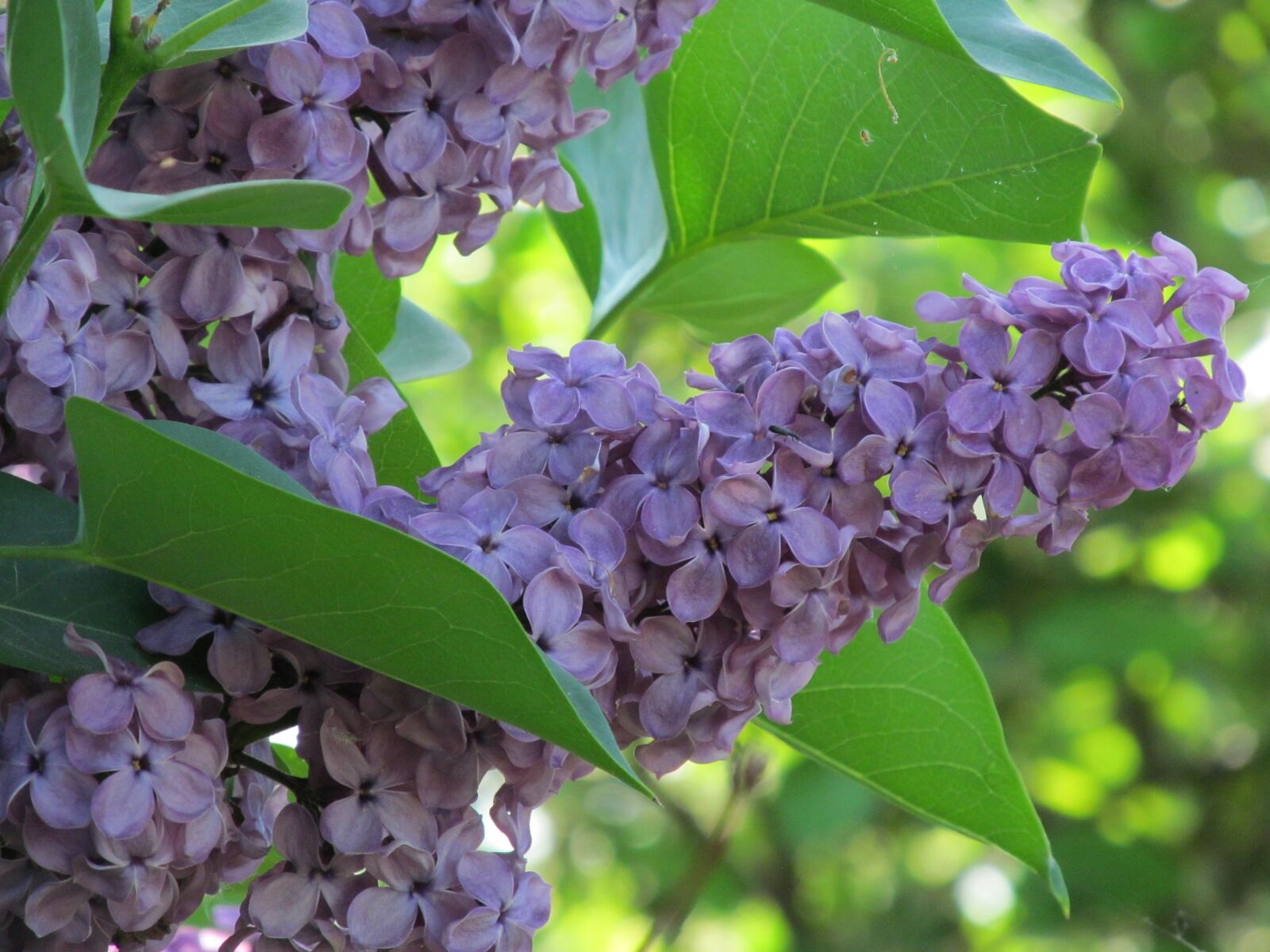 Canon PowerShot SX150 IS sample photo. Lilac, spring, violet photography
