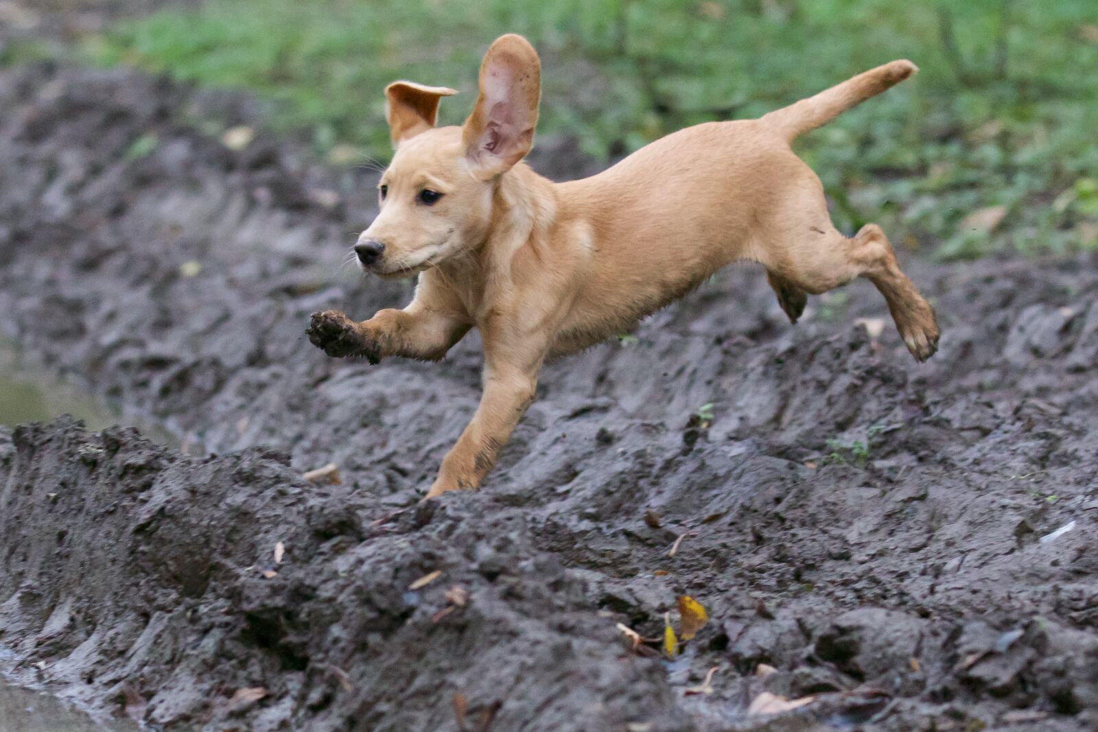 Canon EOS 7D Mark II sample photo. Puppy, jumping, labrador cocker photography
