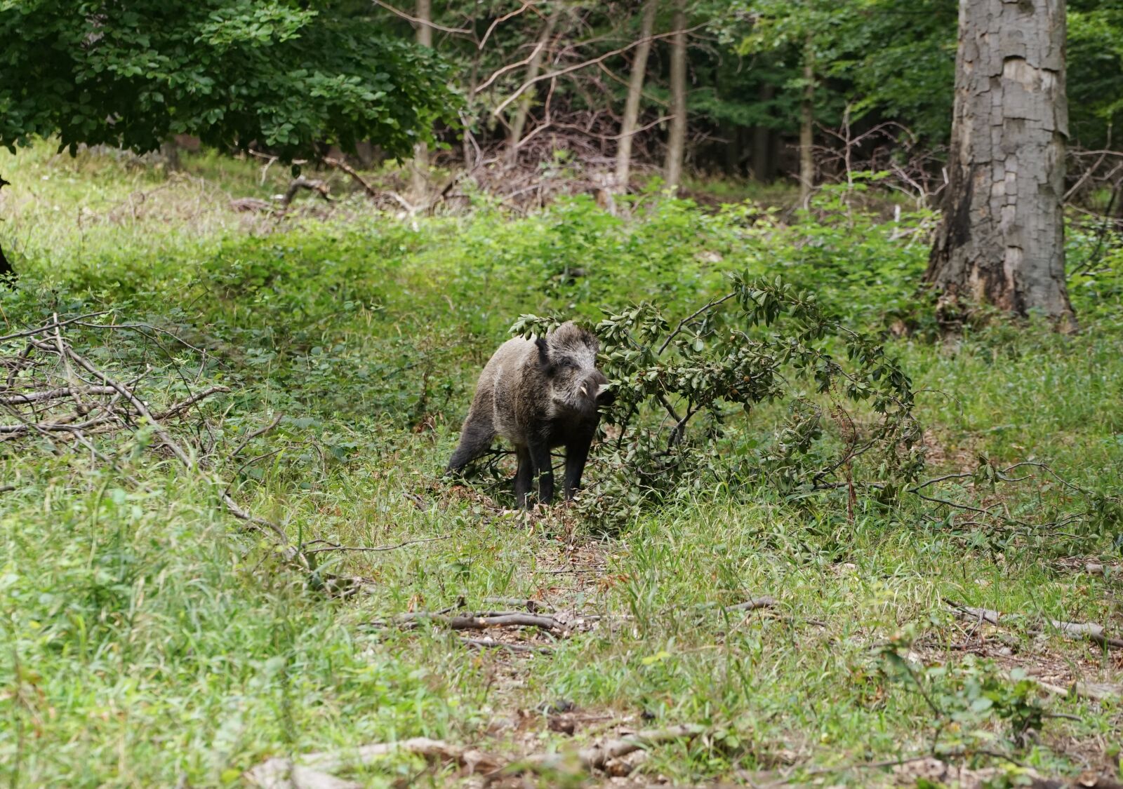 Sony a7 II sample photo. Forest, boar, wild boar photography