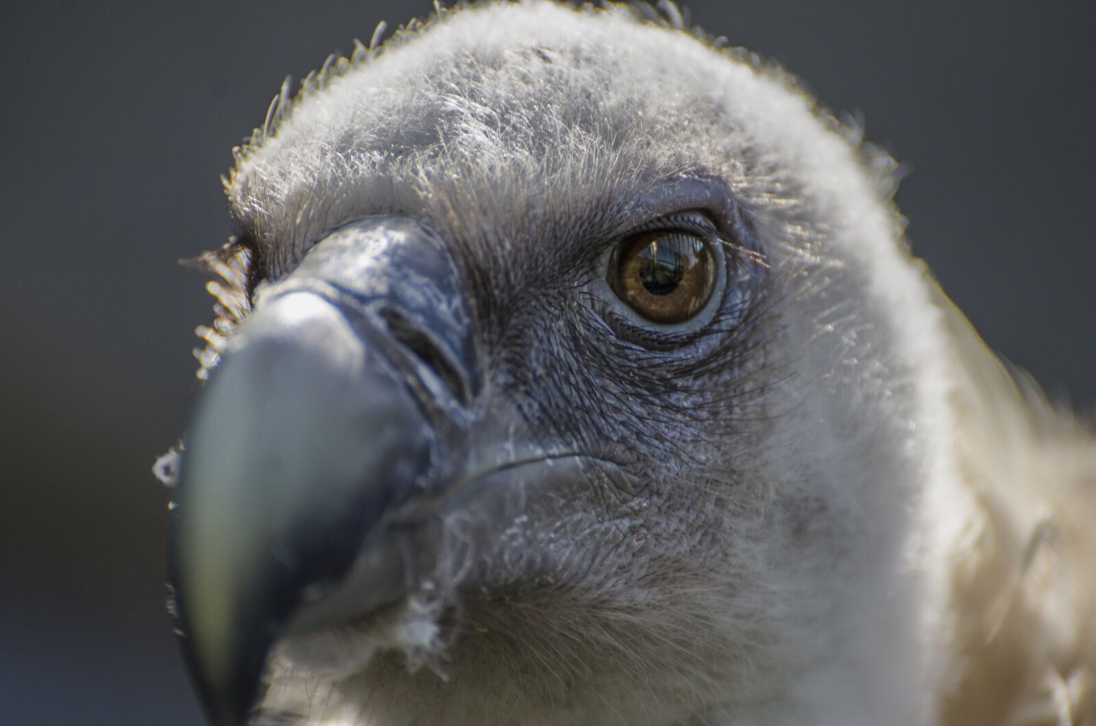 Nikon D7000 sample photo. Vulture, bill, bird photography