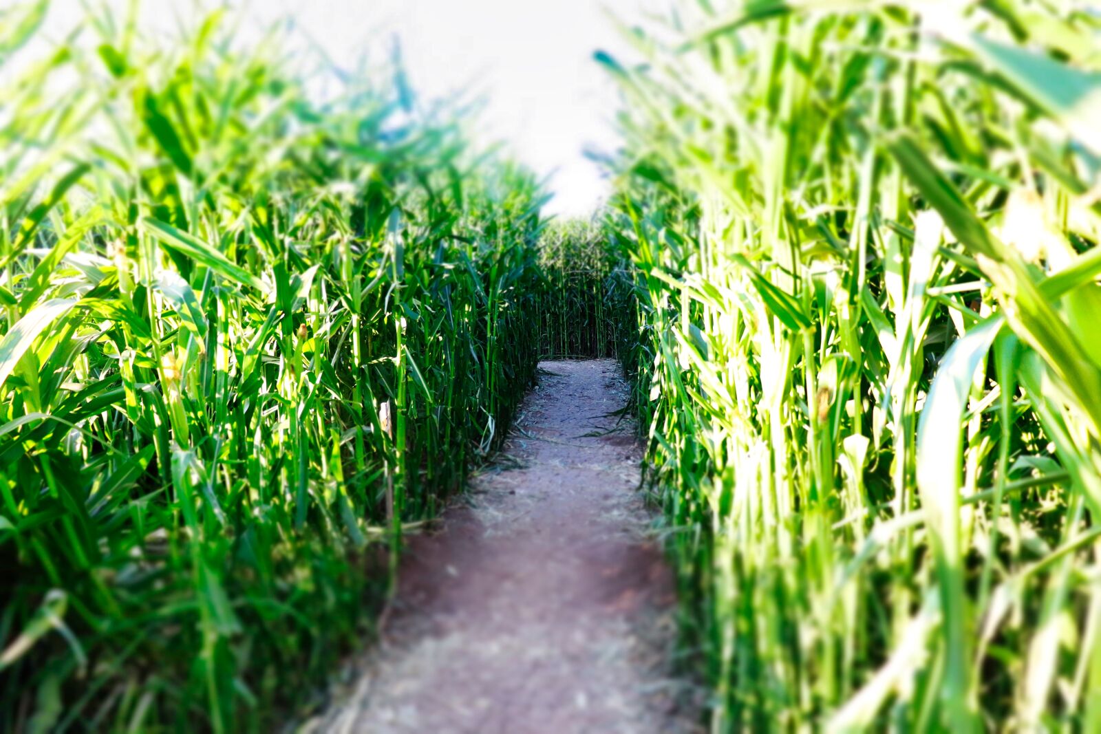 Canon EOS 200D (EOS Rebel SL2 / EOS Kiss X9) sample photo. Corn, maze, farm photography