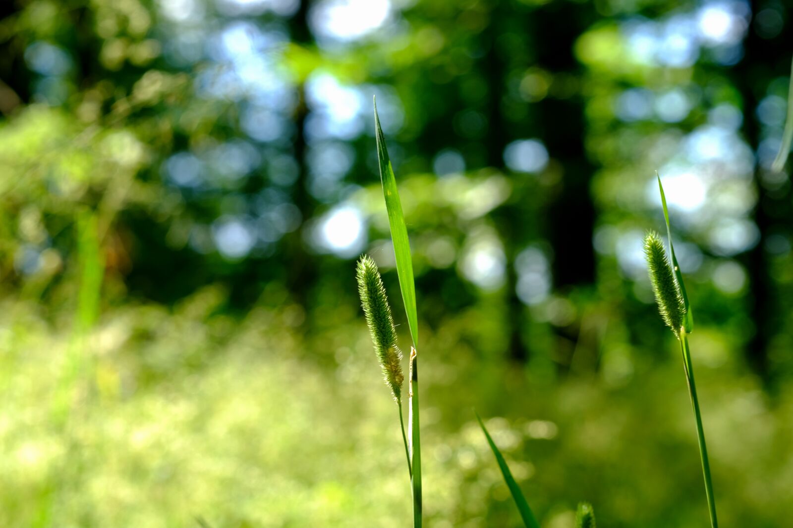 Fujifilm X-T20 sample photo. Millet, wild grasses, forest photography