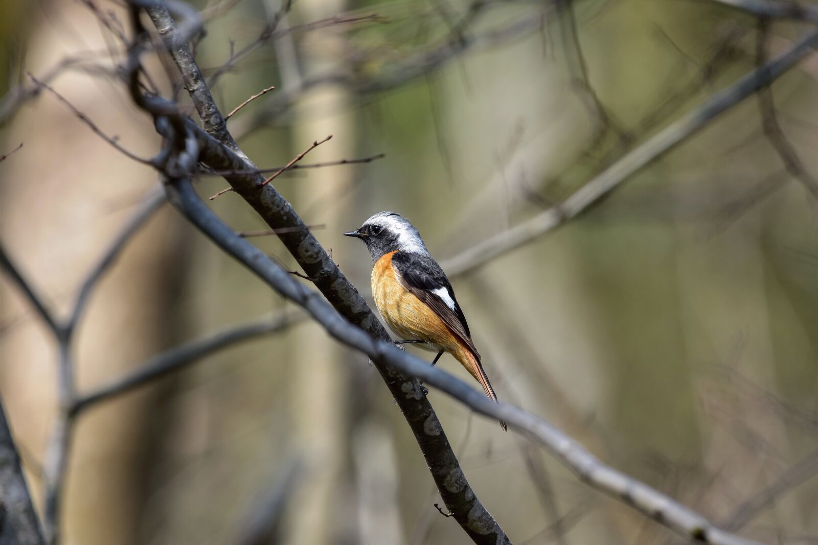 Nikon D7200 sample photo. Animal, forest, wood photography