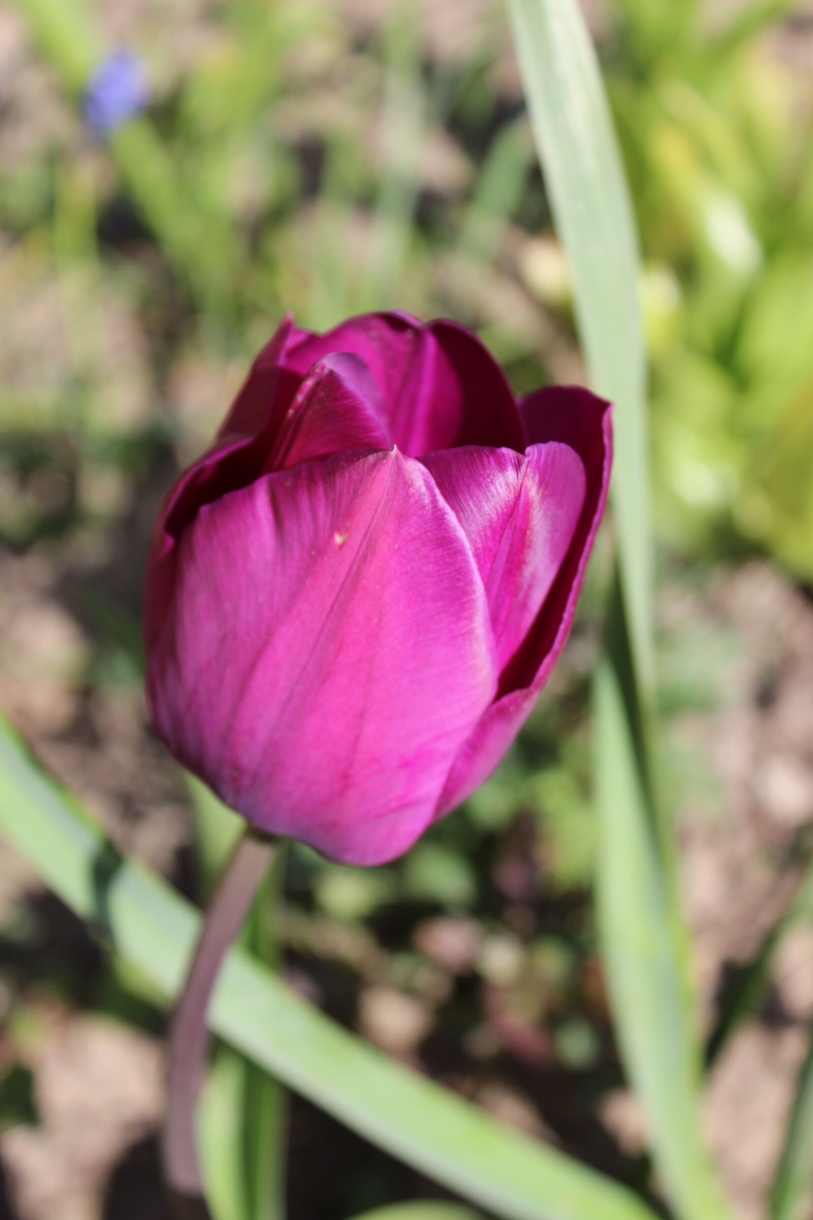 Canon EOS 600D (Rebel EOS T3i / EOS Kiss X5) sample photo. Tulip, flower, violet photography